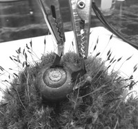 科學(xué)家在蝸牛身上植入兩個電極，從而制造出“蝸牛電池”。